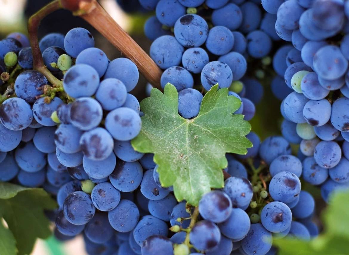 grapes_branch_rod_leaf_45067_2048x1495.jpg