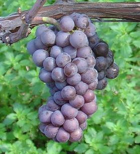 Pinot_Gris_close.jpg