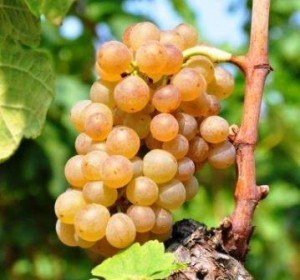 Roussanne-Grapes-300x280.jpg
