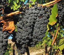 Sangiovese_grape.jpg