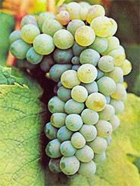 godello-grape.jpg