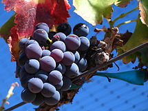 grenache.jpg
