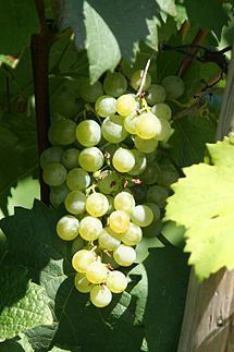 gruner_veltliner.jpg