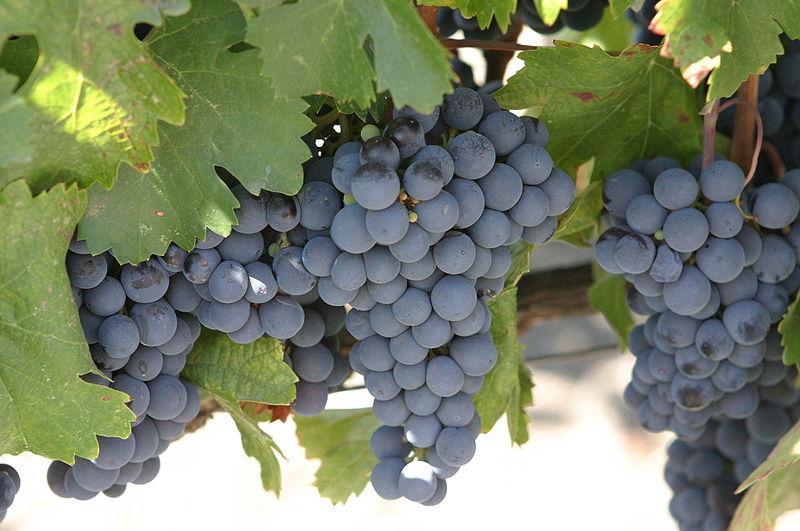 malbec_grapes.jpg