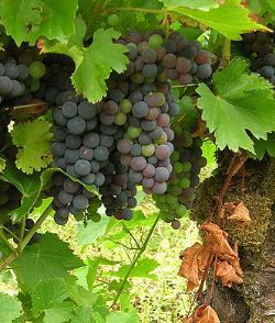 mencia_grape.jpg