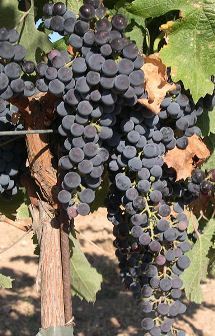 merlot_grape.jpg