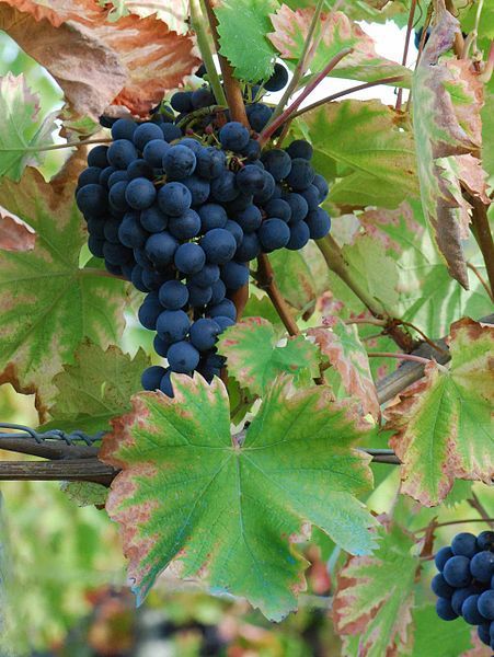 mourvedre.jpg