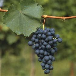 refosco.jpg