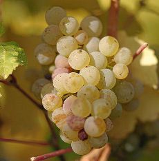 riesling_grapes.jpg