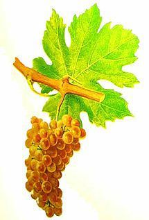 roussanne.jpg
