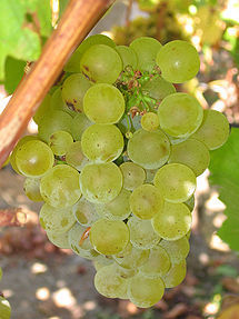 sauvignon_blanc.jpg