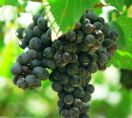 syrah.jpg