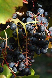tannat1.jpg