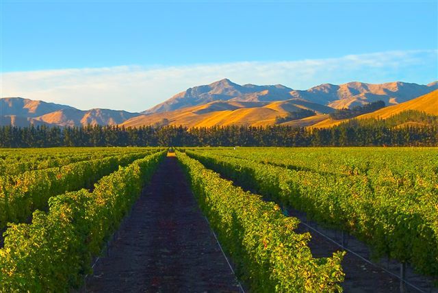new_zealand_winery.jpg