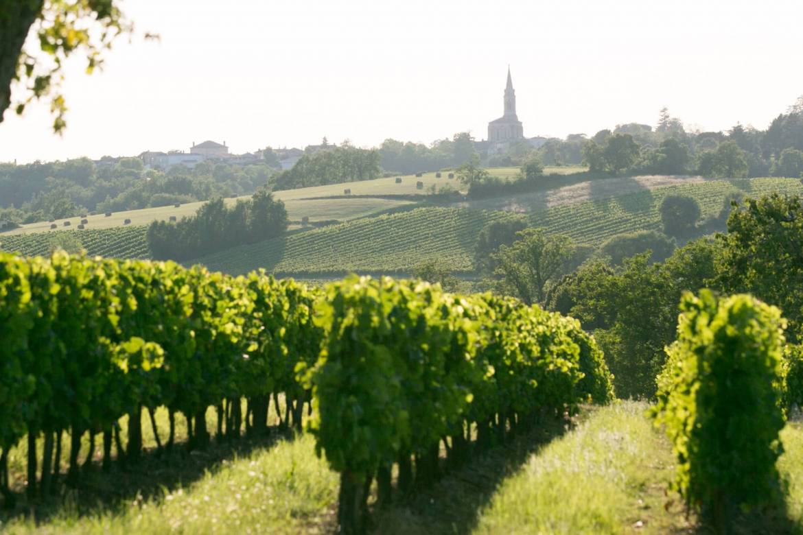 bordeaux_vineyard.jpg